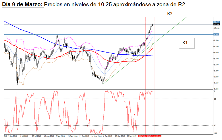 Alligator personalizado forex
