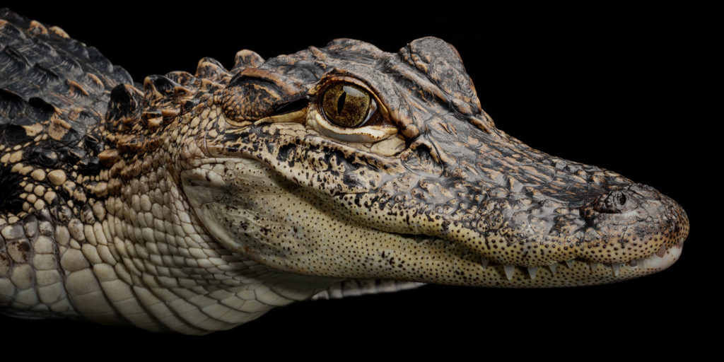 Estrategia alligator forex